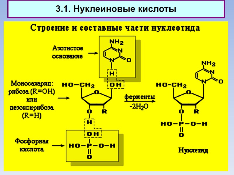 3.1. Нуклеиновые кислоты